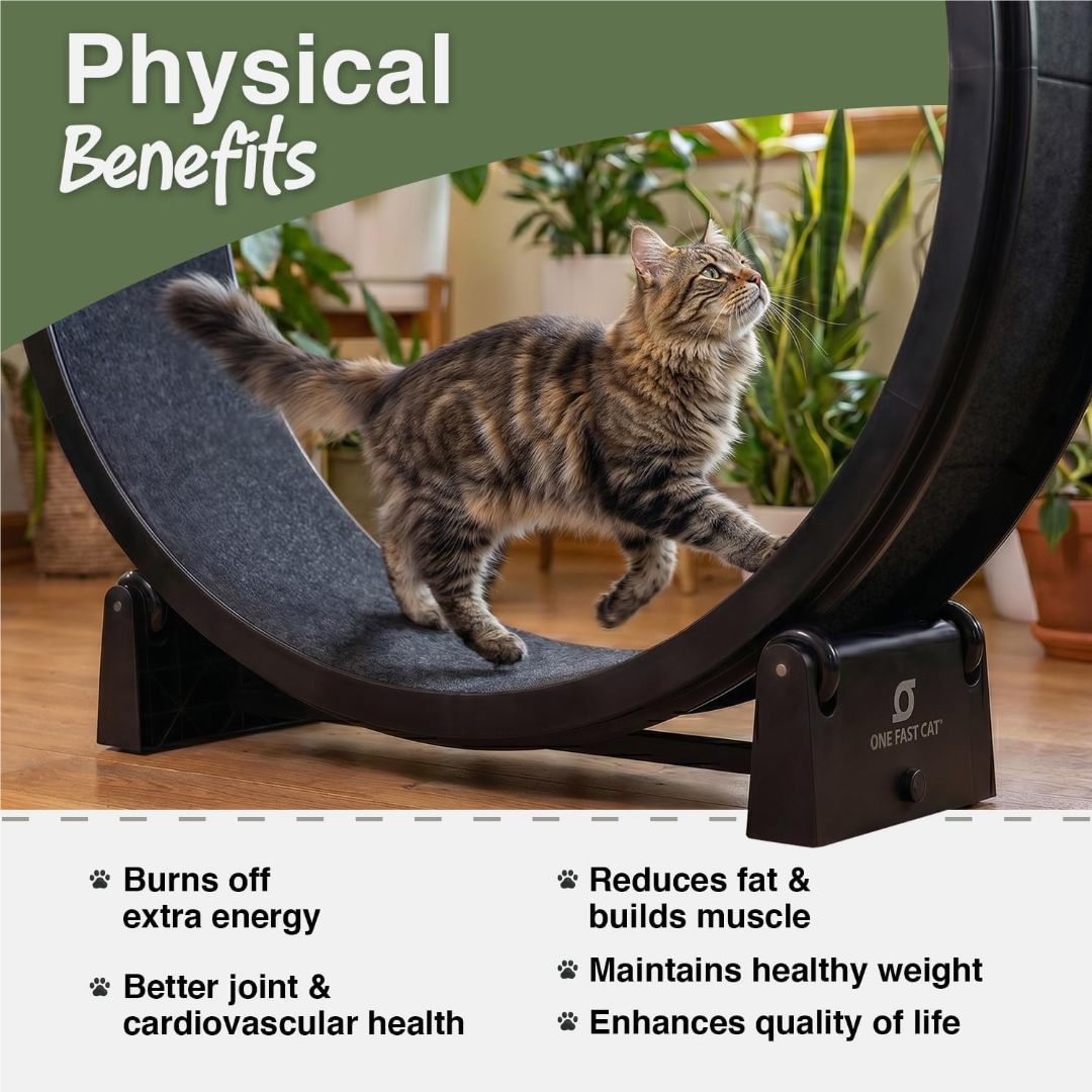 Large cat exercise wheel with a tabby cat running inside, designed to burn energy and support healthy activity