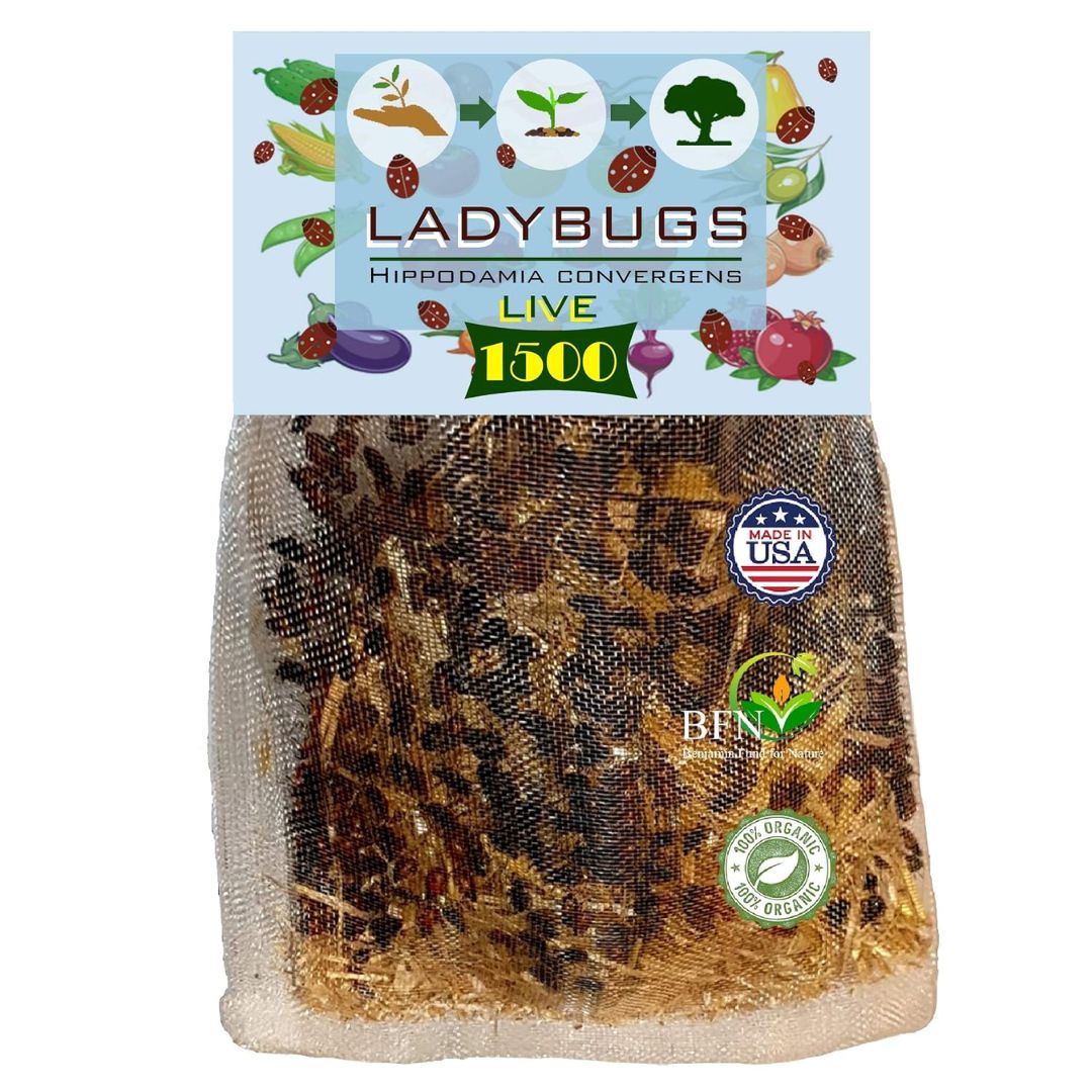 Bag of live ladybugs with a label indicating 1500 ladybugs and a 'Made in USA' badge.