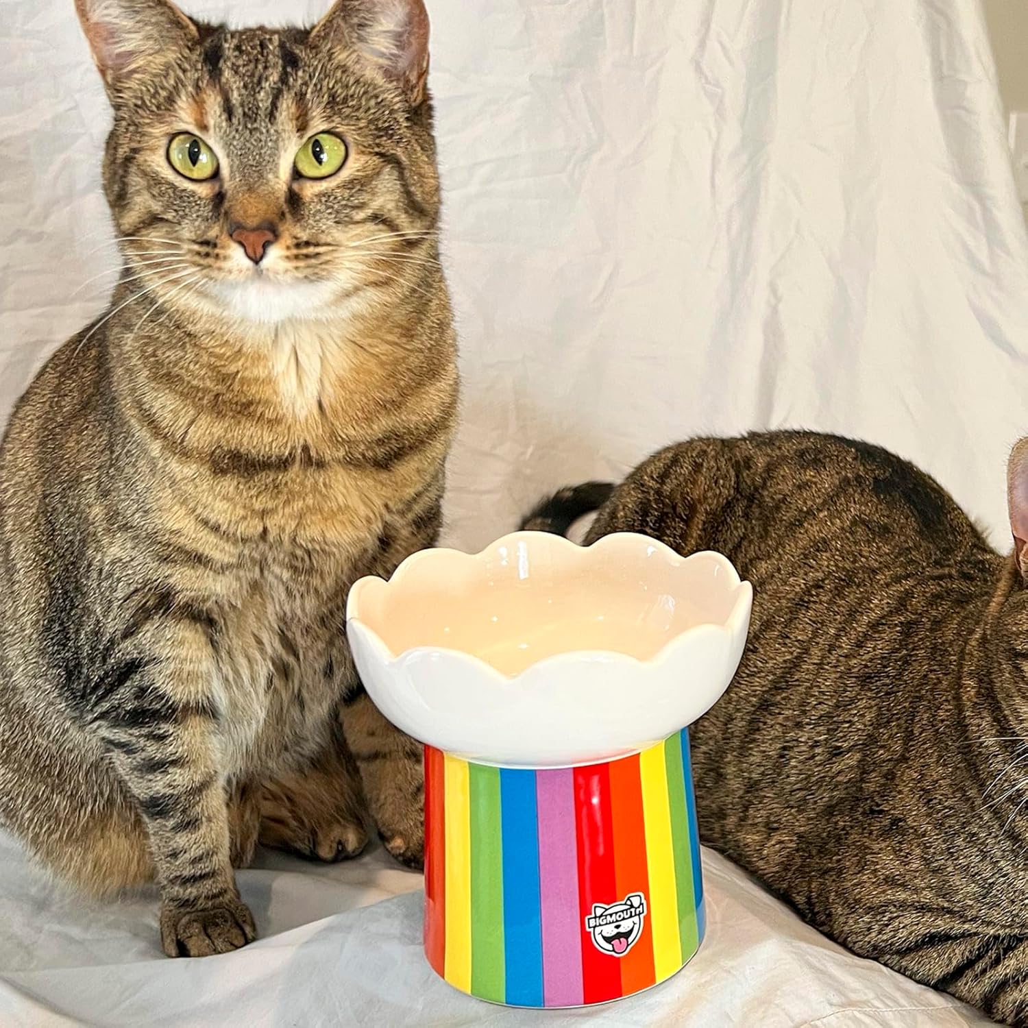 Two tabby cats sit beside a rainbow-striped elevated cat bowl with a scalloped white top and BigMouth logo.