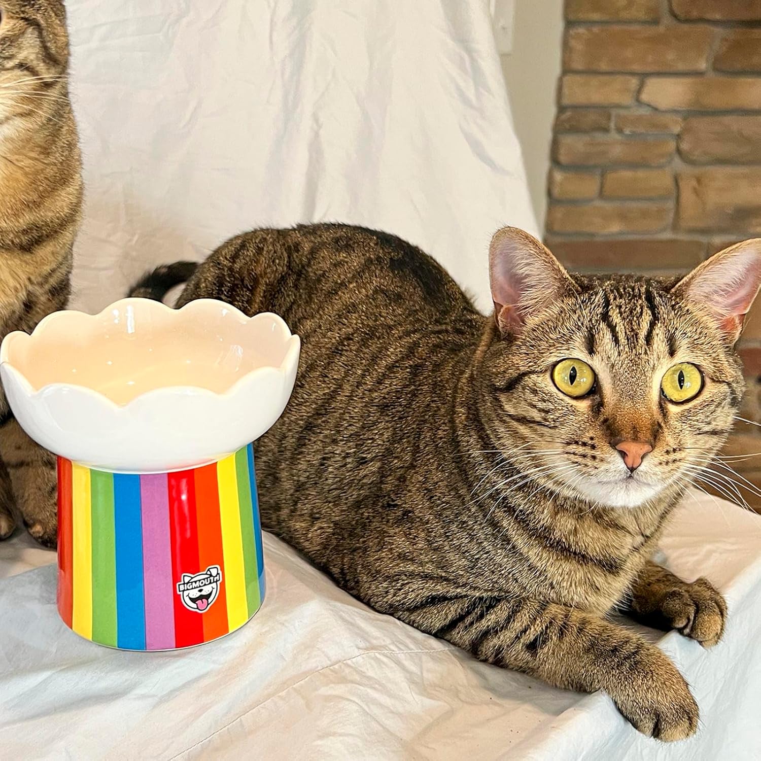 Two tabby cats sit beside a rainbow-striped elevated cat bowl with a scalloped white top and BigMouth logo.