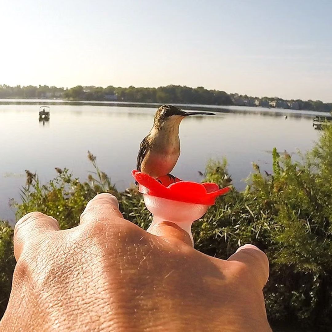 A small hummingbird perched on a bright red flower-shaped feeder attached to a person's finger, with a lake and trees in the background.