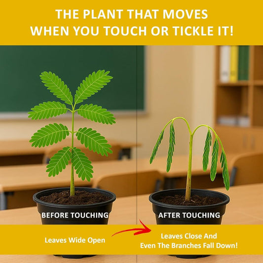 Two potted plants showing the difference in leaf movement before and after touching, set against a classroom background.