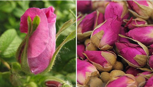 Rose Bud Tea - OddGifts.com