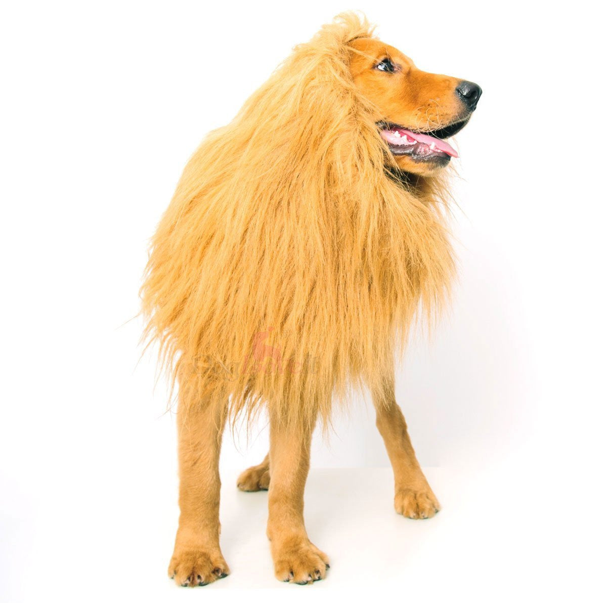 Cecil The Lion Dog Costume - OddGifts.com