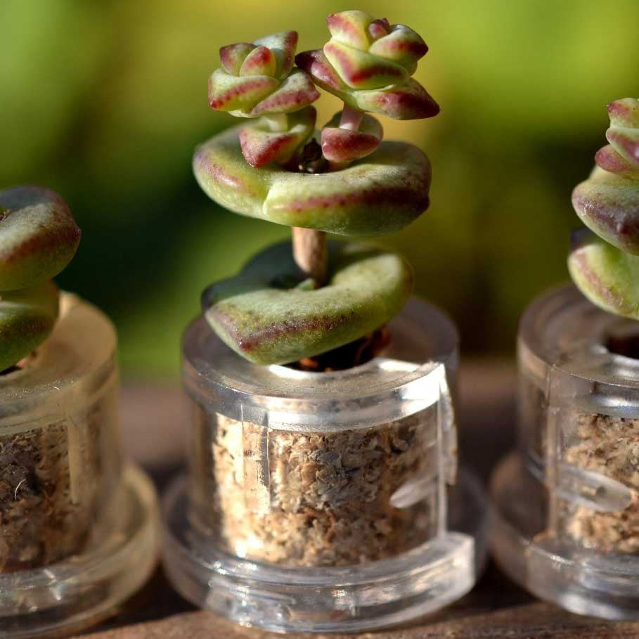 Live Succulent Necklace - OddGifts.com