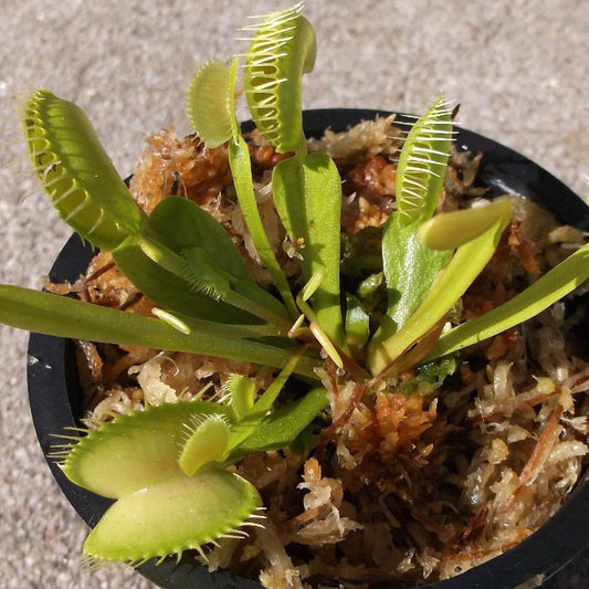 Venus Fly Trap Plant - OddGifts.com