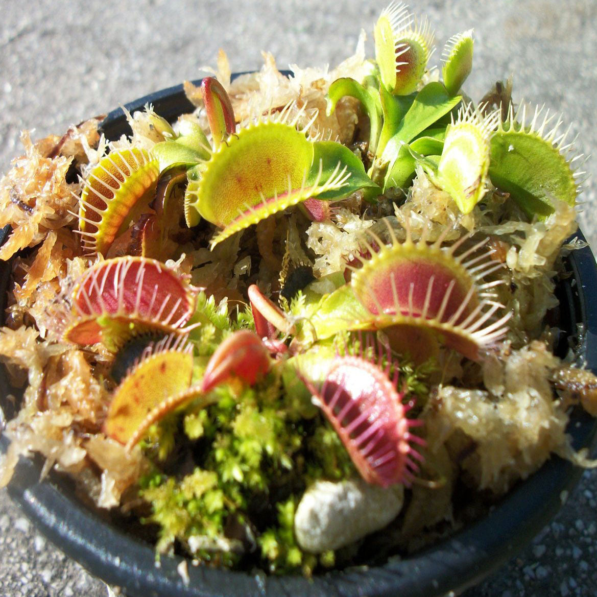 Venus Fly Trap Plant - OddGifts.com