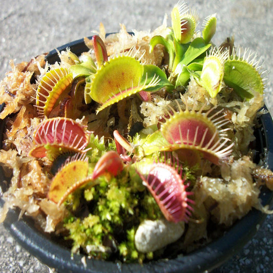 Venus Fly Trap Plant - OddGifts.com