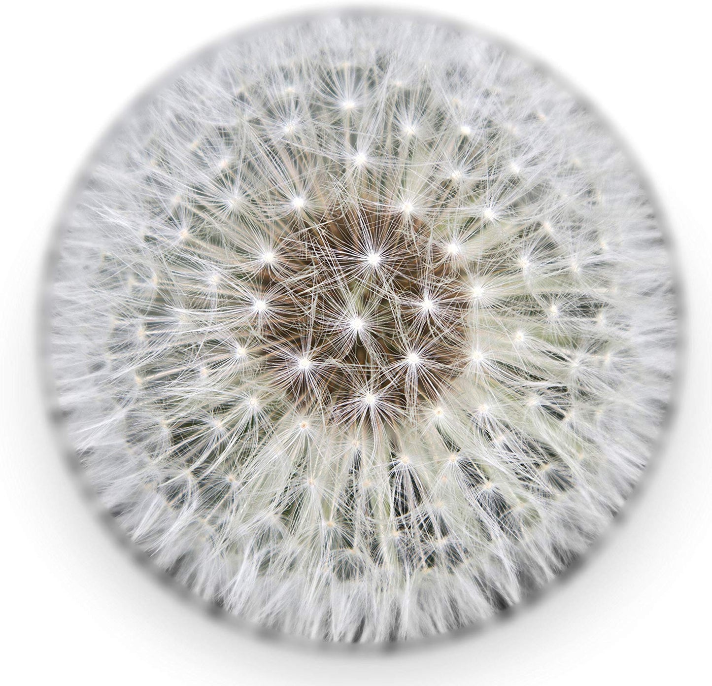 Dandelion Paperweight