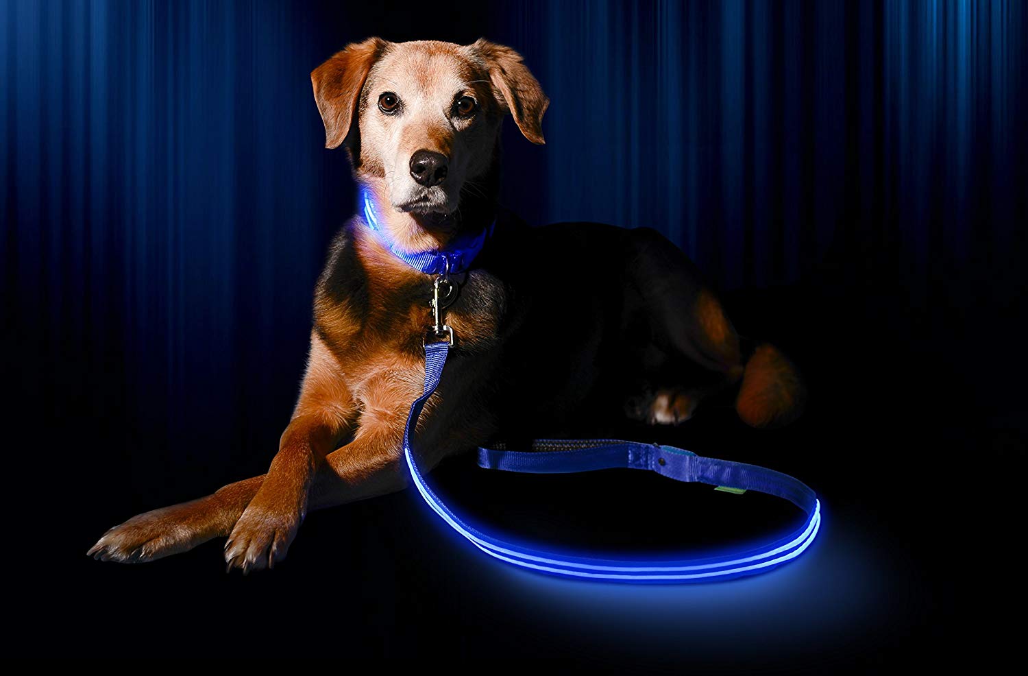 LED Flashing Dog Collar - oddgifts.com