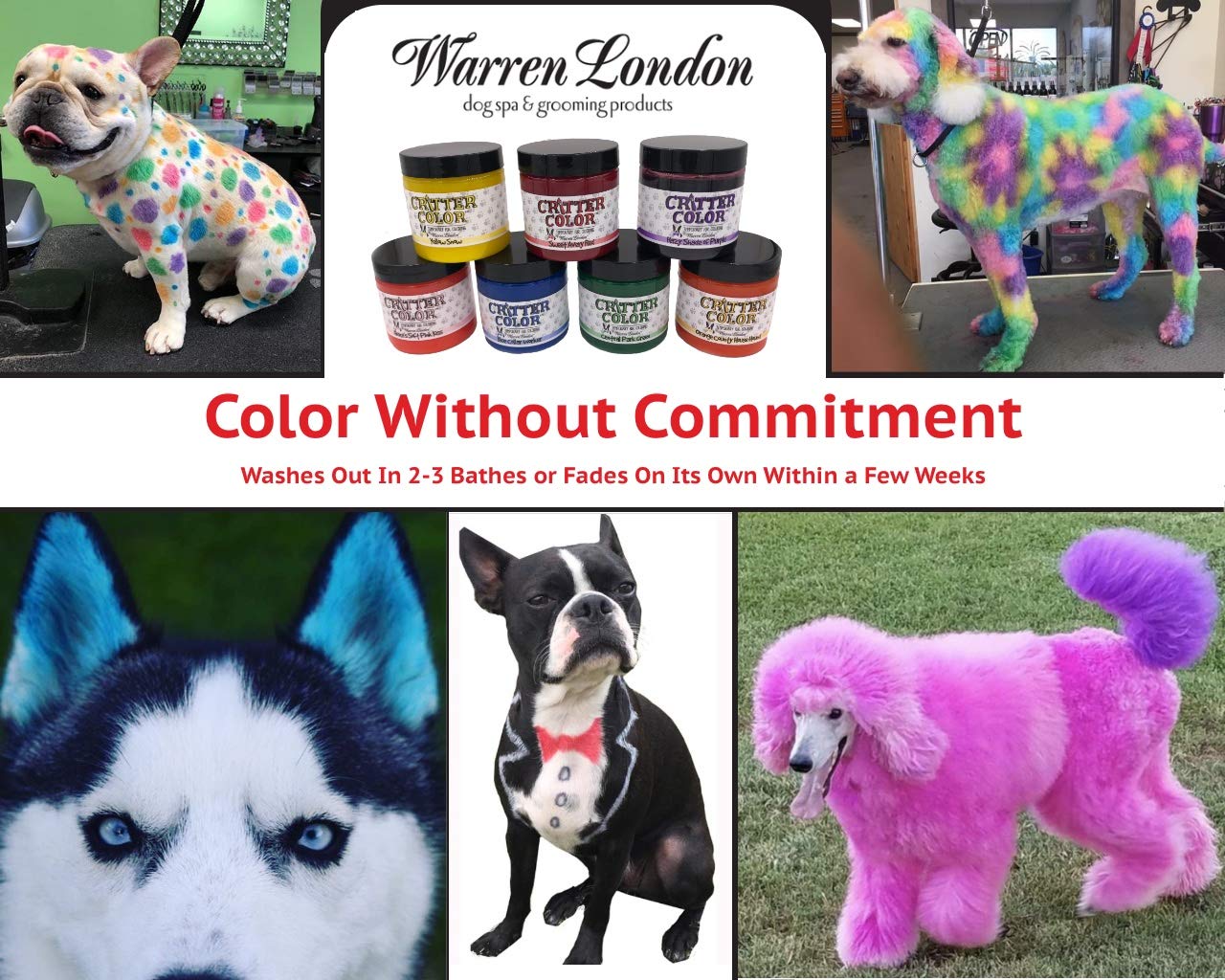 Paint your pet - oddgifts.com