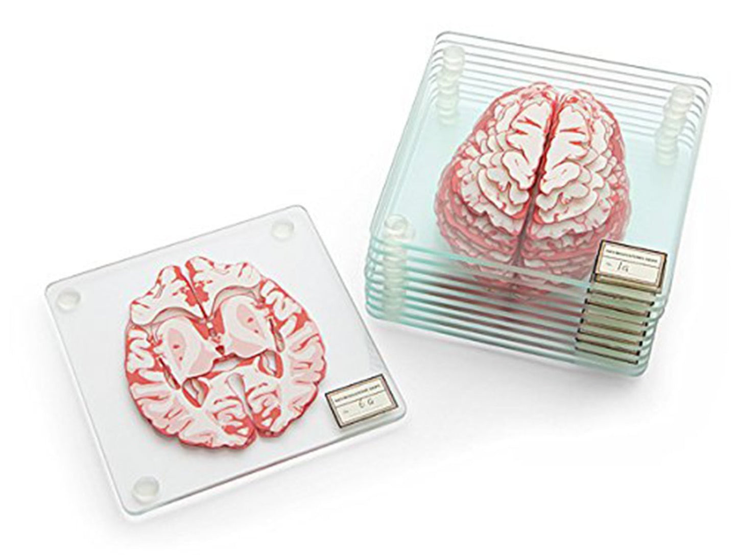 Brain Specimen Coasters - OddGifts.com