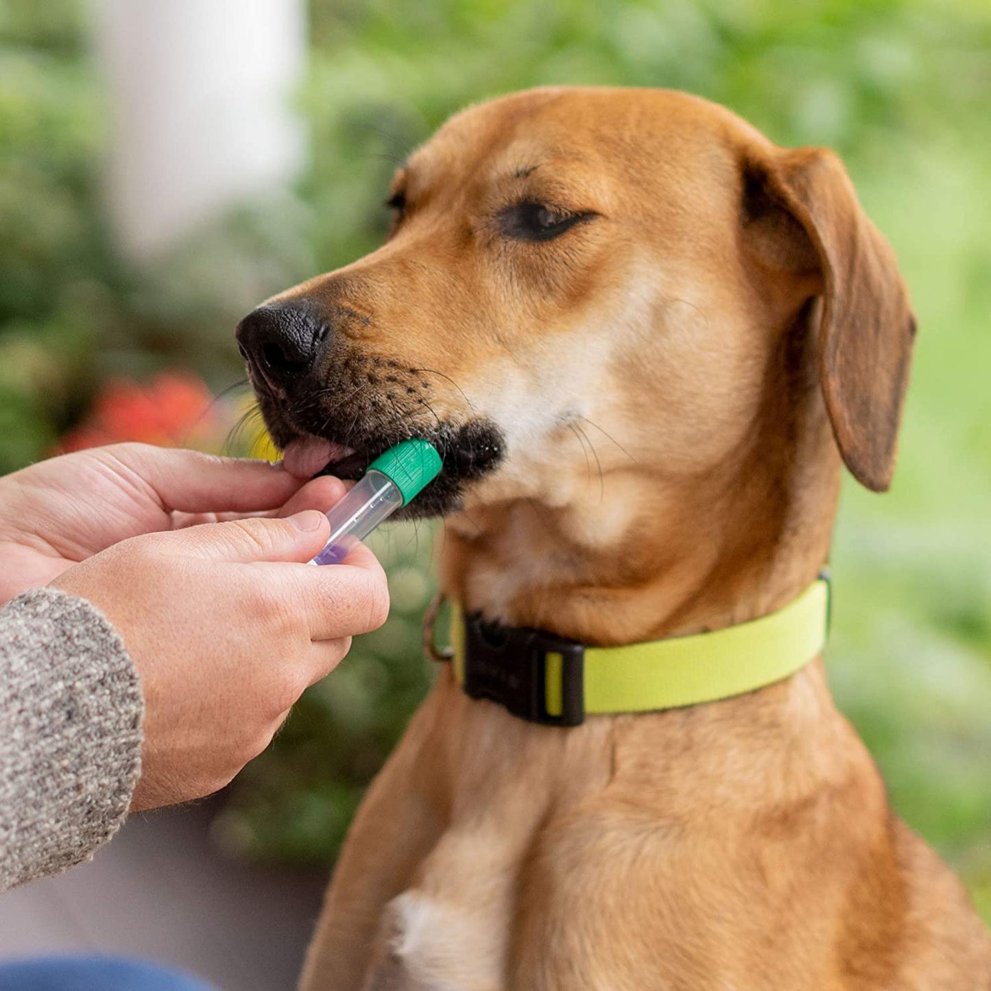 A DNA dog test kit made by Embark.