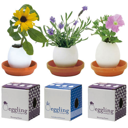 Eggling Crack & Grow - OddGifts.com