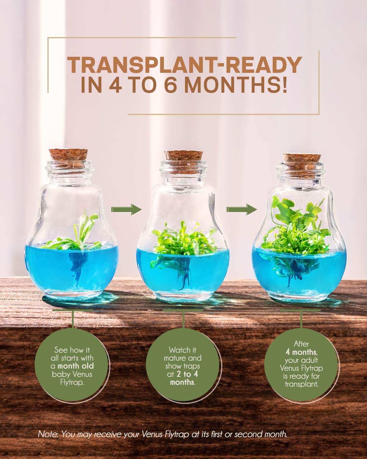 Life stage of a  grow your own Venus flytrap at one month, 2 to 4 months and after 4 months