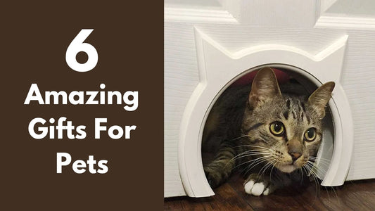 A cat peering out from a cat head shaped hole featured in a guide for amazing gifts for pets