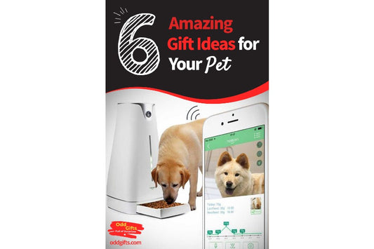 6 Amazing Gift Ideas For Your Pet