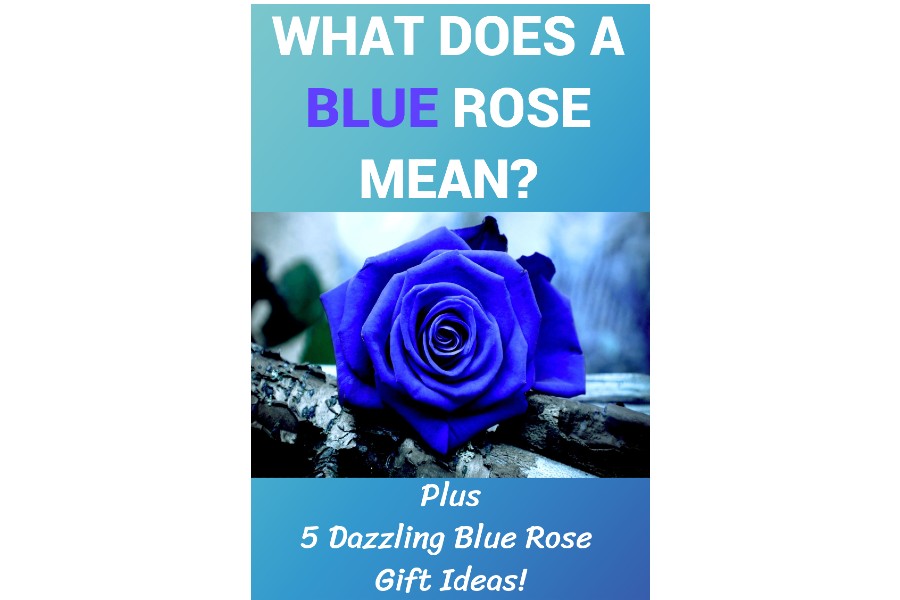 What Do Blue Roses Meaning