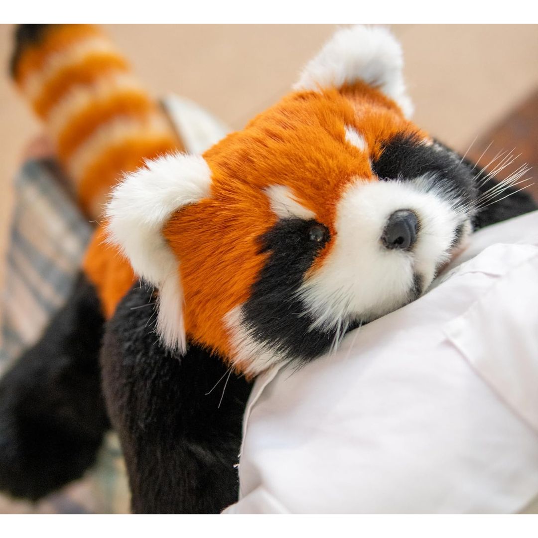 A close-up of an interactive toy stuffed red panda on a lounge.