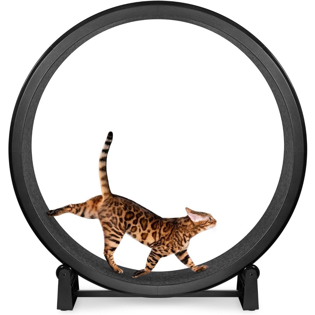 Large black indoor cat exercise wheel with a cat running on the textured circular track