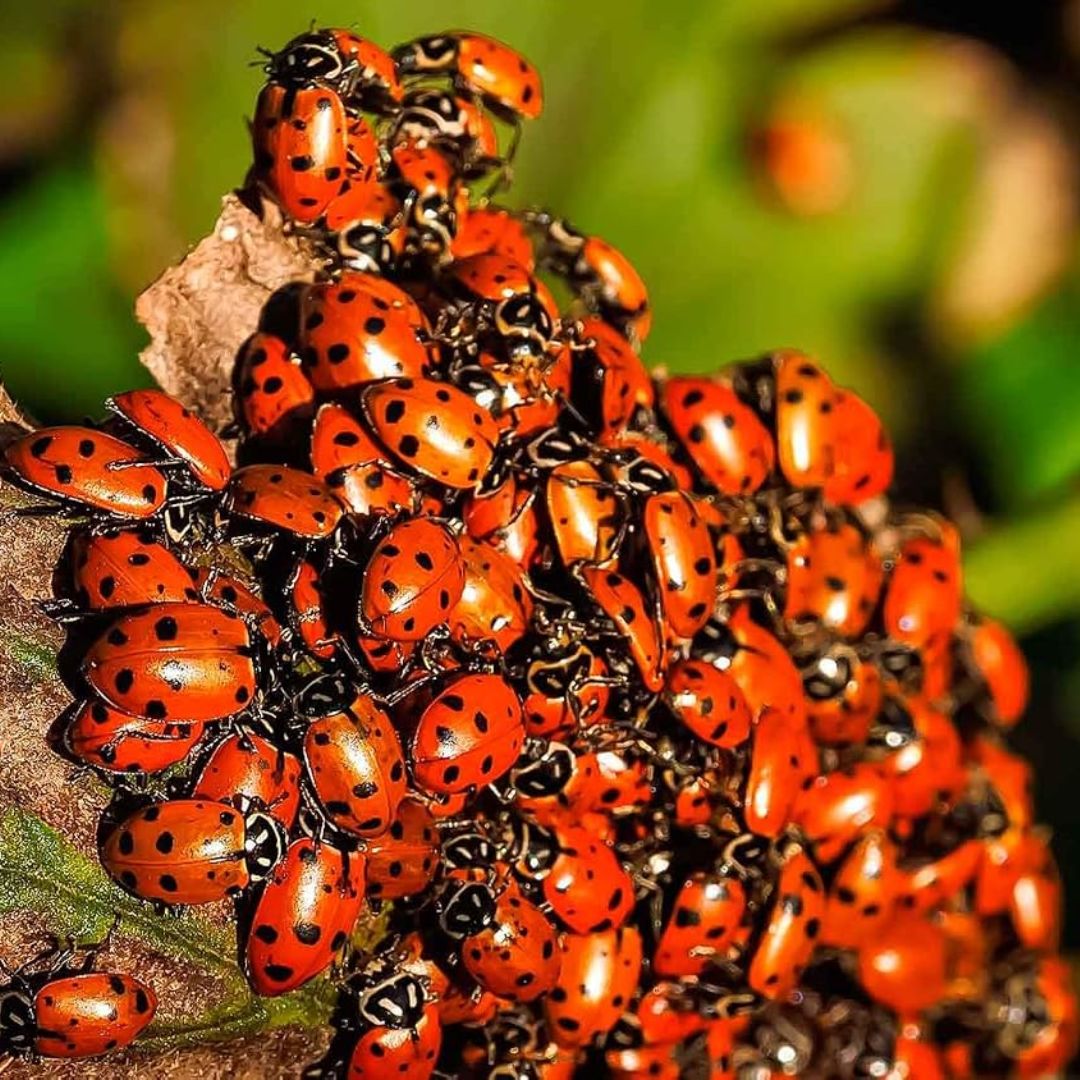 A close-up cluster of bright red ladybugs with black spots crawling over a leaf in an outdoor setting with blurred green foliage in the background.