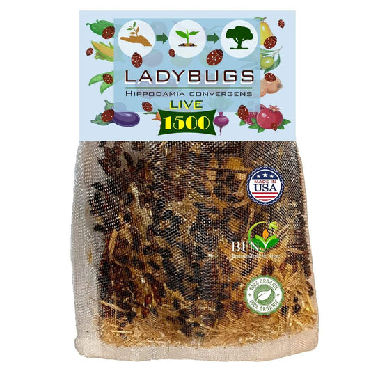 Bag of live ladybugs with a label indicating 1500 ladybugs and a 'Made in USA' badge.