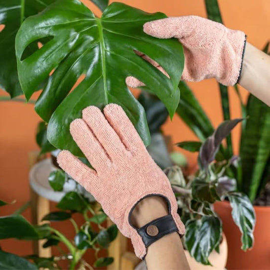 A pair of hands wearing a pair of microfiber leaf cleaning gloves removing dust from an indoor plant