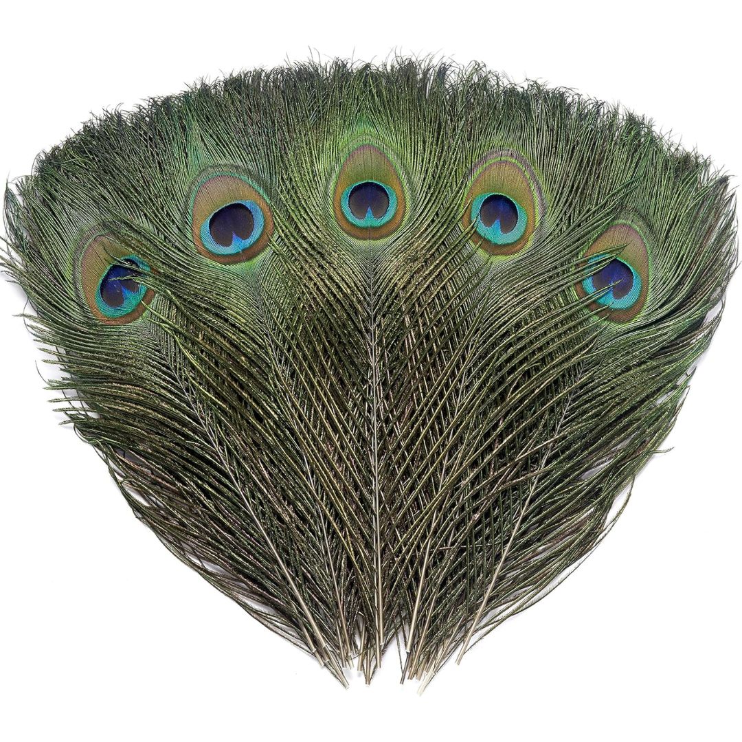 A fan-shaped arrangement of peacock feathers with visible eye spots in blue, green, and gold tones on a plain white background.