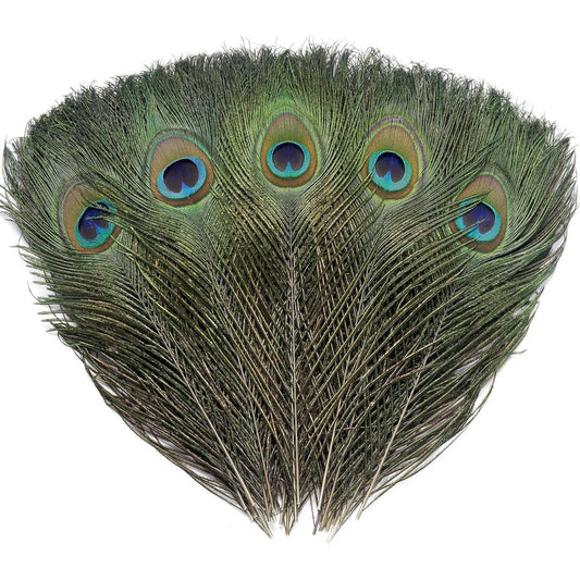 A fan-shaped arrangement of peacock feathers with visible eye spots in blue, green, and gold tones on a plain white background.