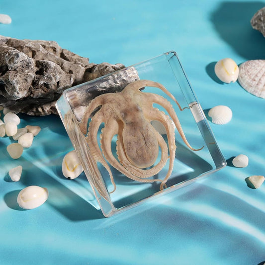 Real taxidermy octopus in a clear resin container on a blue surface with seashells and rocks.