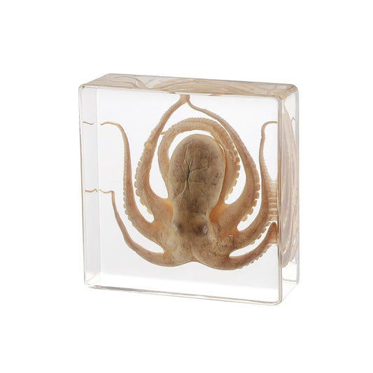 Real taxidermy octopus encased in a clear resin block on a white background