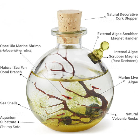 A self sustaining shrimp ecosystem on a containing live Opae Ula shrimp and decorations, labeled with components.