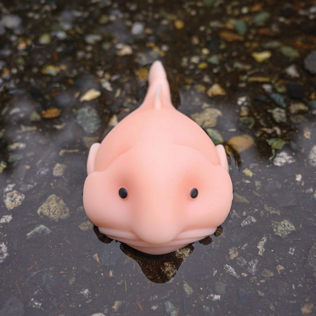 Pink Sunny the Blobfish squishy stress toy
