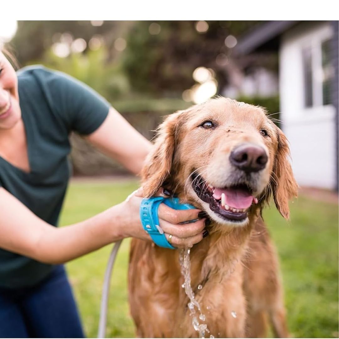 A golden retriever dog is being washed with water from a wearable dog bath sprayer while a woman holds the hose. The dog is wearing a bright blue collar.
