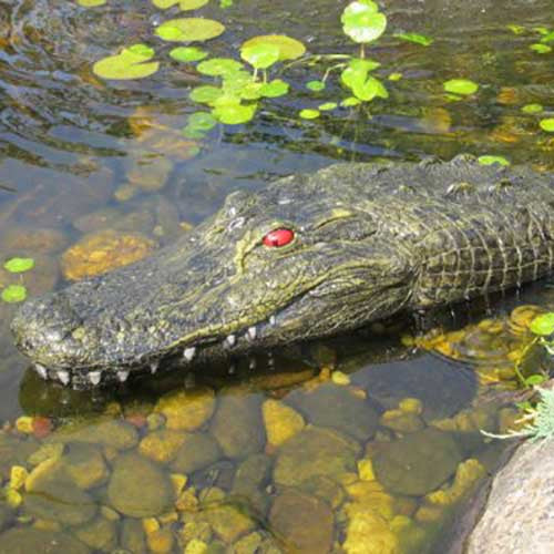 Floating Gator Decoy - OddGifts.com