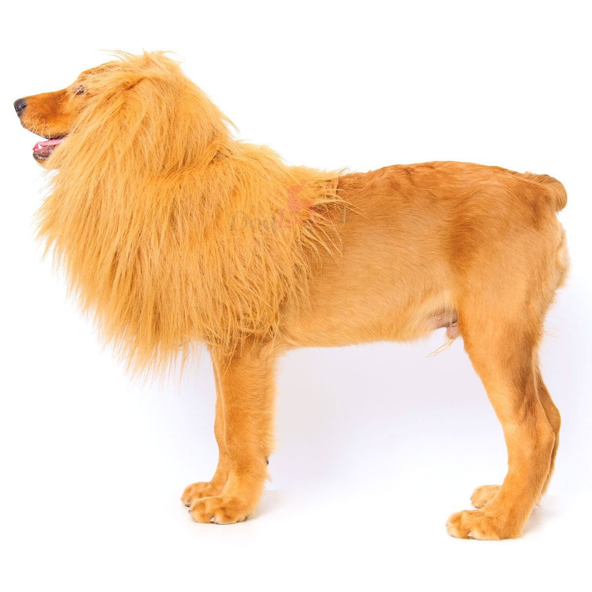 Cecil The Lion Dog Costume - OddGifts.com