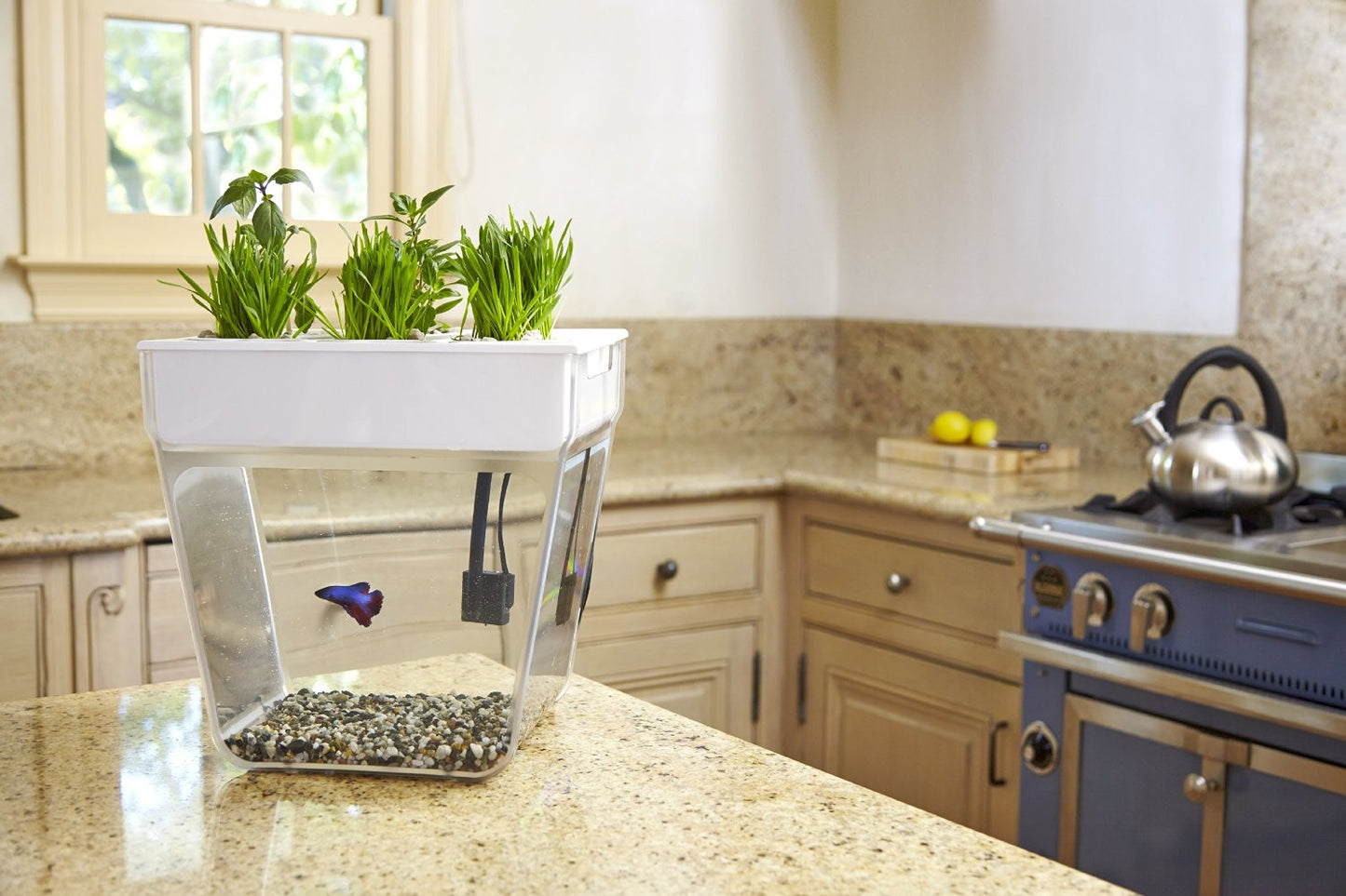 Fish Tank And Planter - OddGifts.com