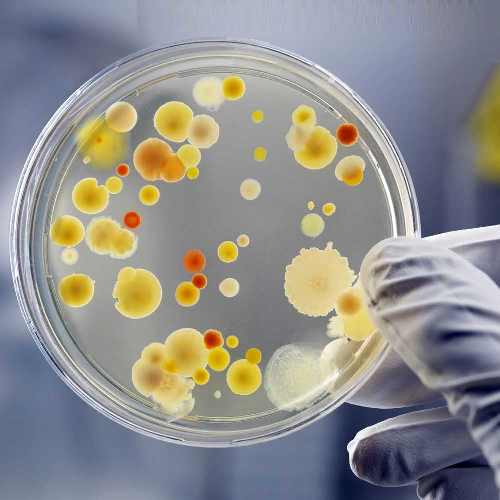 Bacteria Testing Science Kit - OddGifts.com
