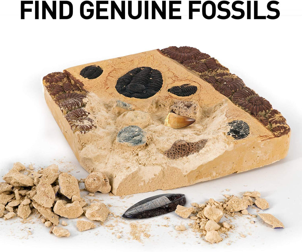 Fossil Dig Kit