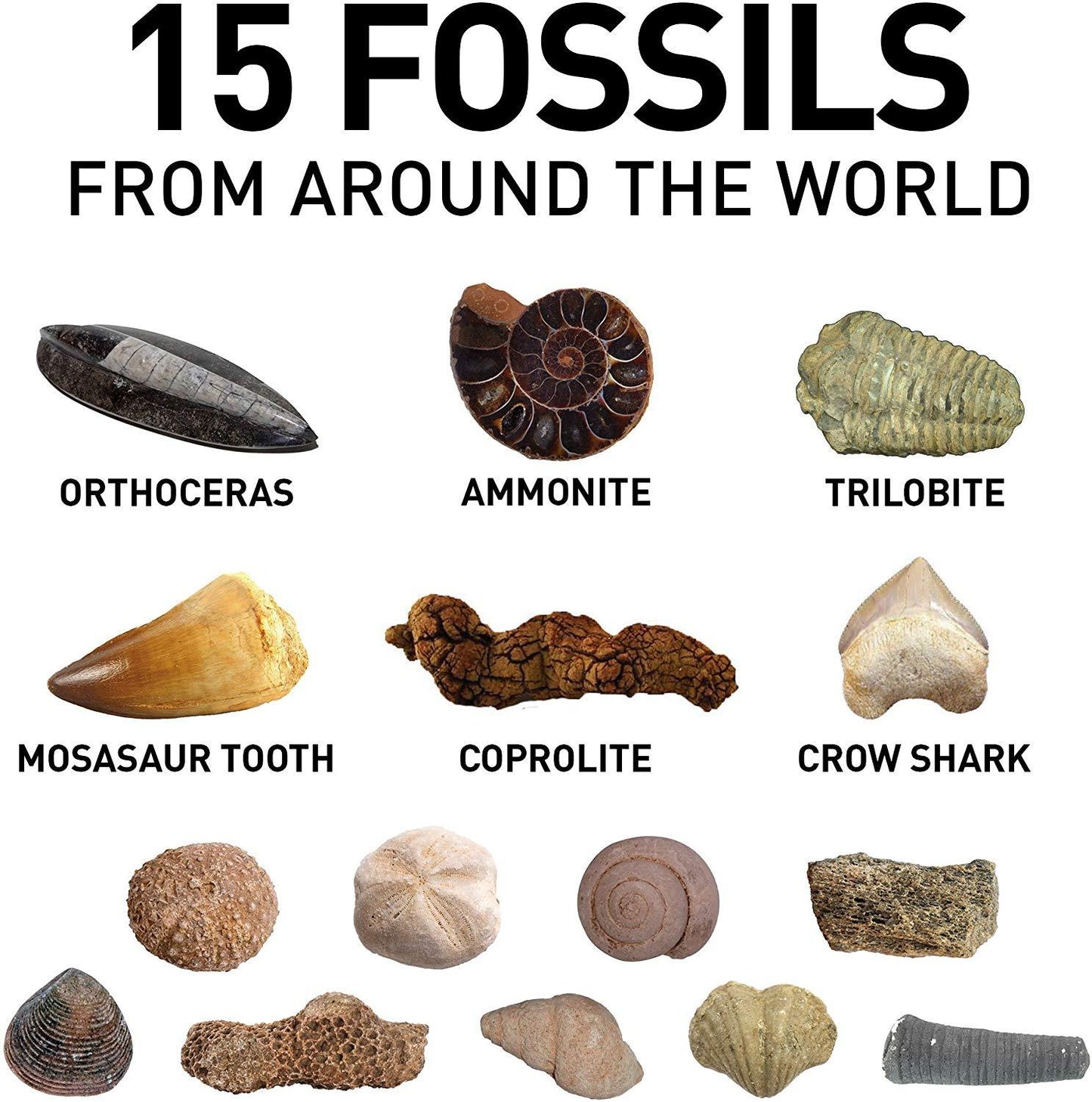 Fossil Dig Kit - oddgifts.com