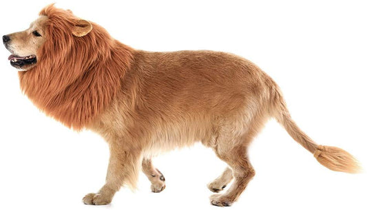 Lion Mane For Dogs Costume - oddgifts.com