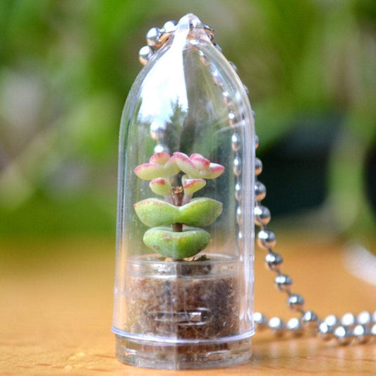 Live Succulent Necklace - OddGifts.com