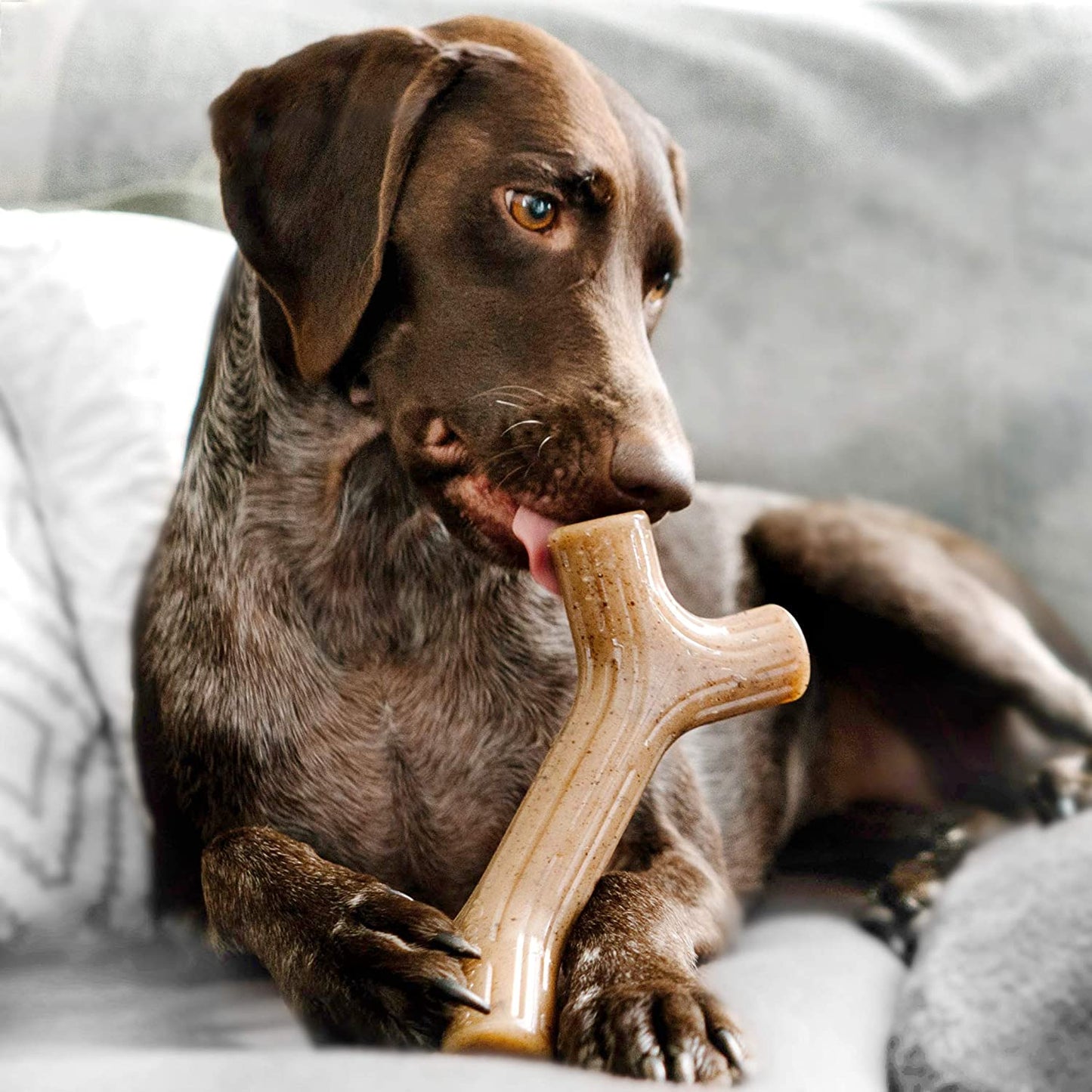A brown dog is on a lounge chewing on a bone shaped bacon chew toy.