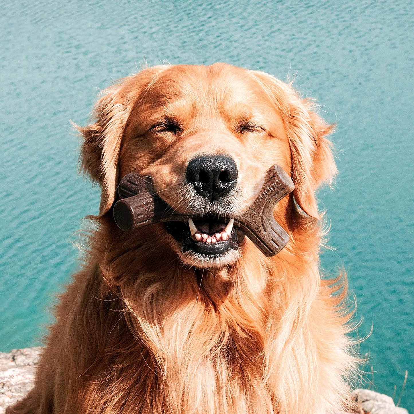 A brown dog has a bacon chew toy in his mouth. A dog appears to be grinning and happy.