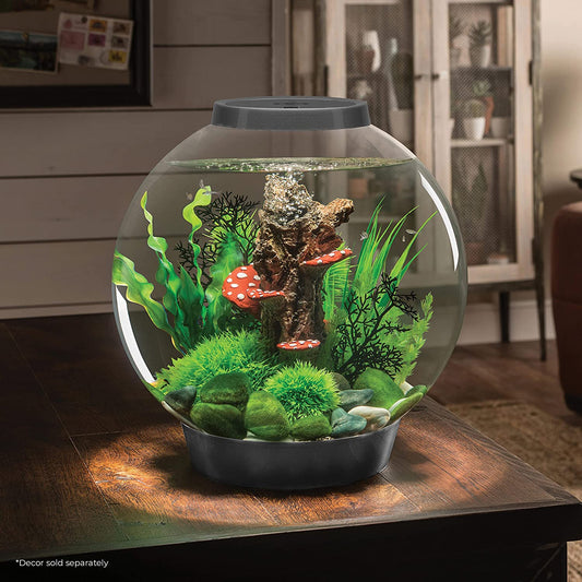 A biOrd aquarium on top of a wooden table. The aquarium has plants and fish inside it.