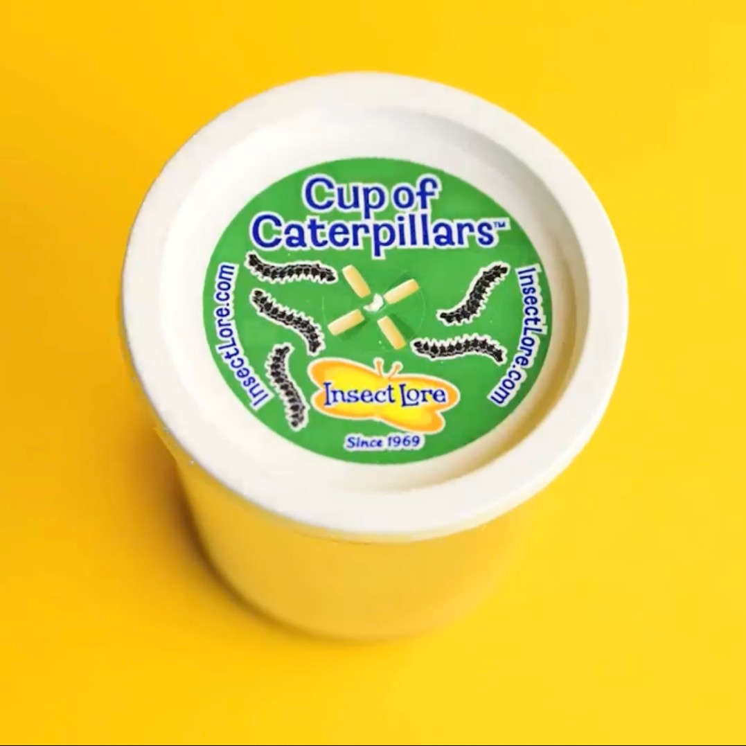 A container of caterpillars. The lid of the container says, 'Cup of Caterpillars.'
