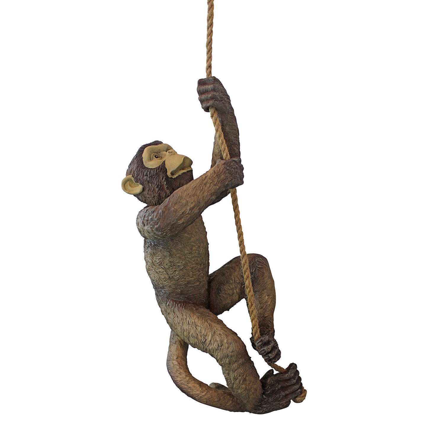 Quarter view of a fake monkey made from resin climbing up a rope on a white background