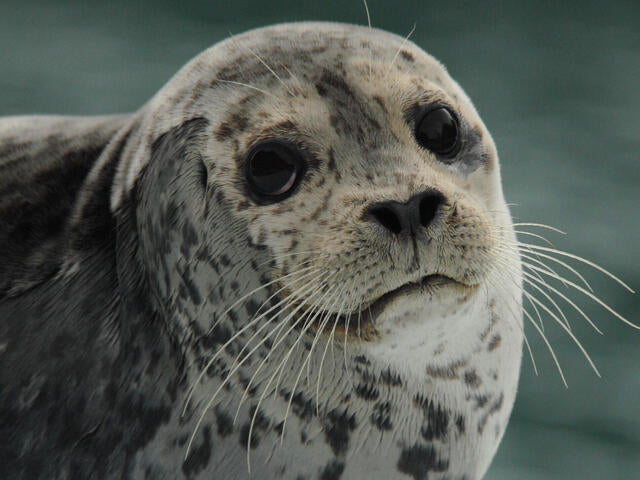 A cute seal with puppy dog eyes