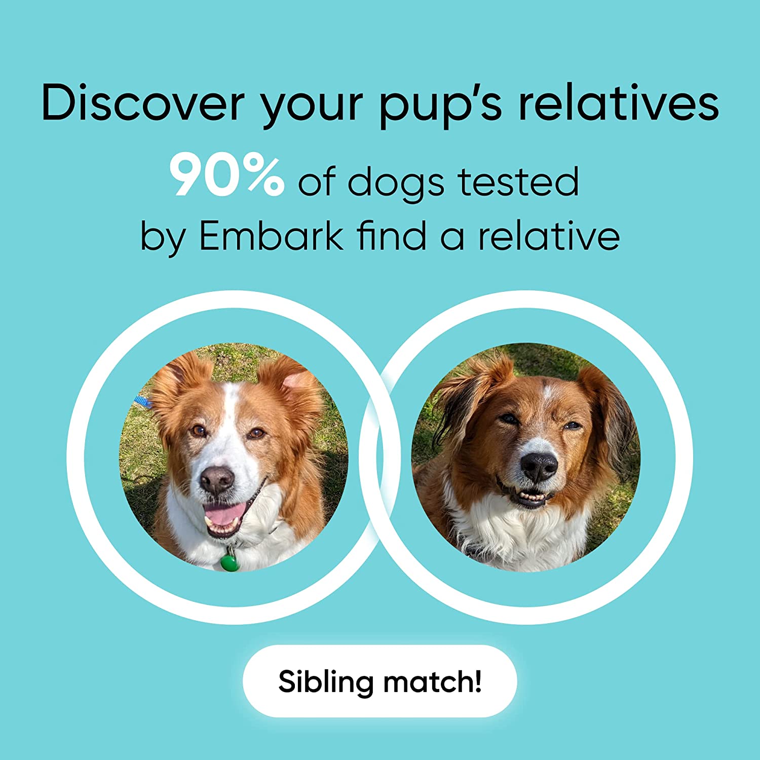 A DNA dog test kit made by Embark.