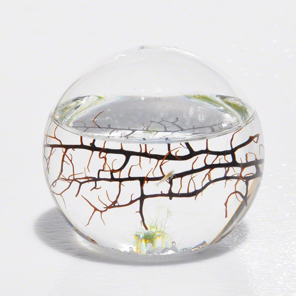 EcoSphere Aquatic Ecosystem - OddGifts.com